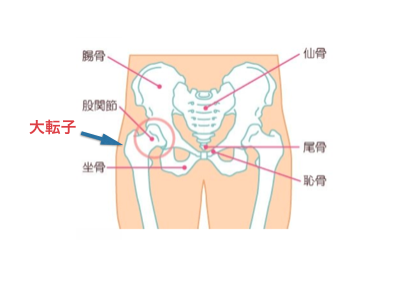 これができなきゃお尻が大きくなってしまう 小尻 美尻のチェックポイント教えます 美脚デザイン専門ガイド これができなきゃお尻が大きくなってしまう 小尻 美尻のチェックポイント教えます 美脚デザイン専門ガイド